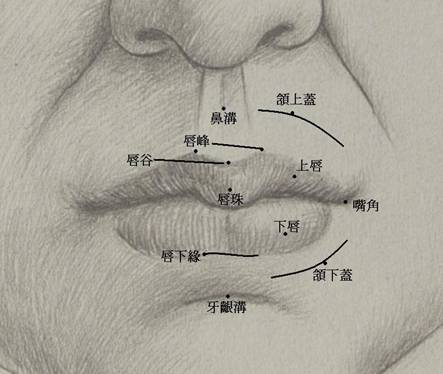 12嘴構造