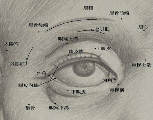 12眼部構造