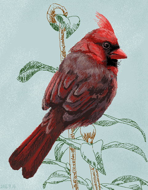 北美紅雀（學名Cardinalis cardinalis）