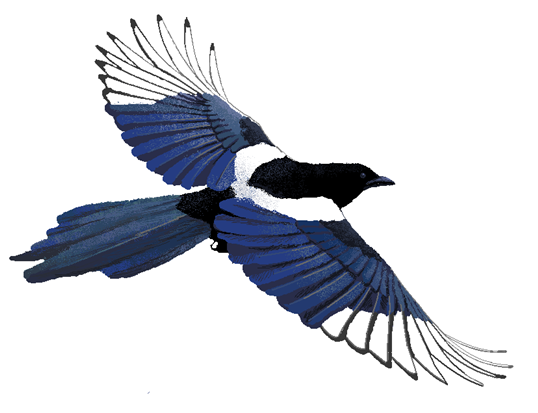 喜鵲（學名：Pica pica；英語：Eurasian magpie）