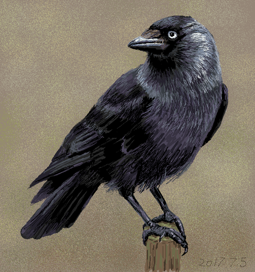 寒鴉（學名：Corvus monedula）
